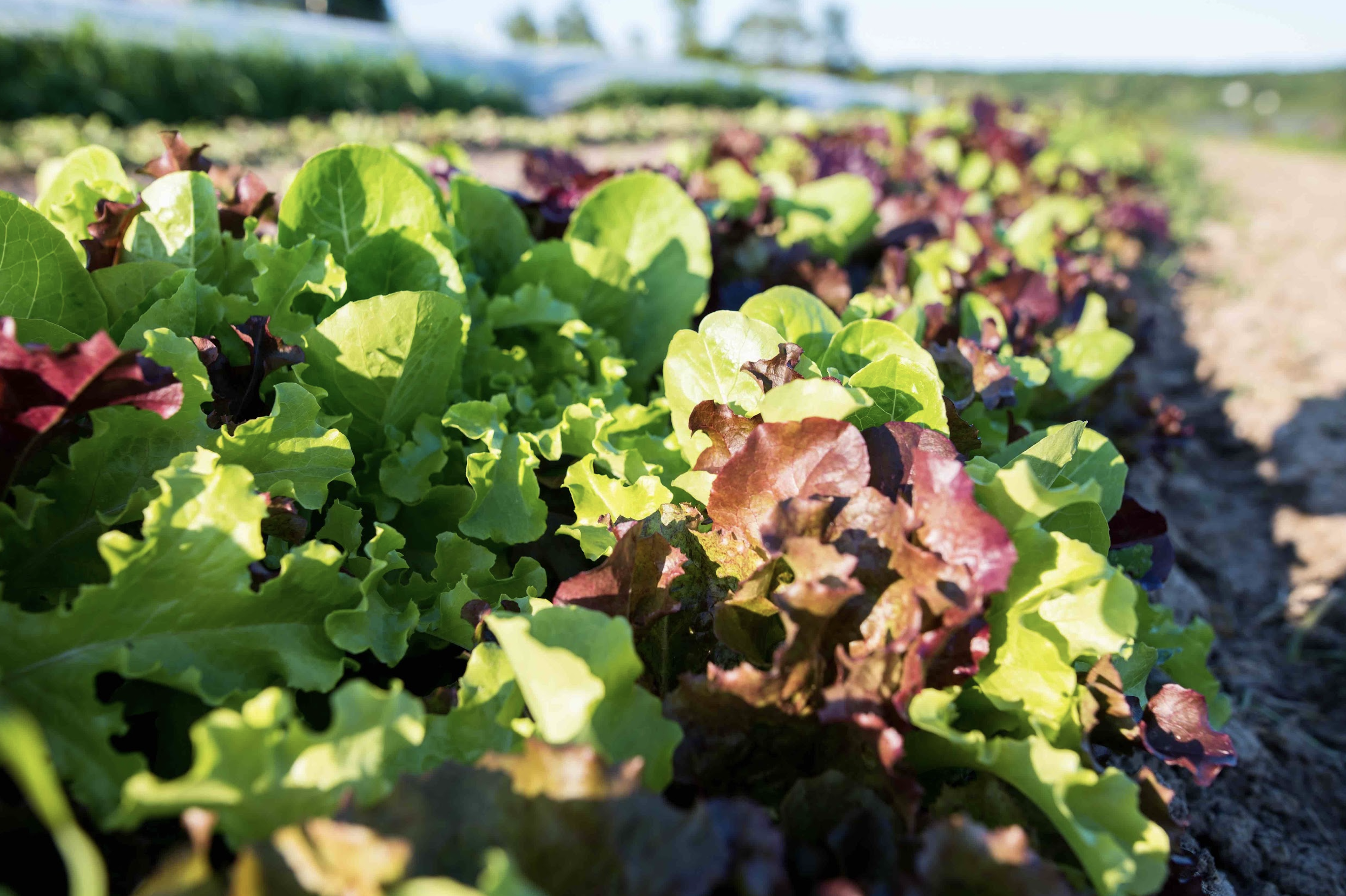 A row of salad greens grows in a field